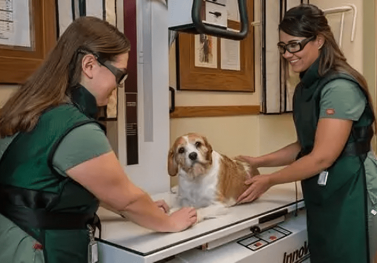 Two veterinary assistants preparing a dog for X-rays at Lakewood Animal Hospital